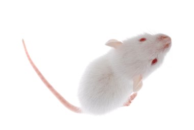 White rat clipart