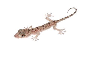hayvan Çin gecko