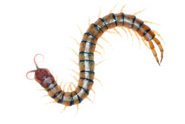 Poison centipede clipart