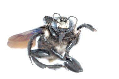 Bombus arı