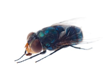 Greenbottle fly clipart