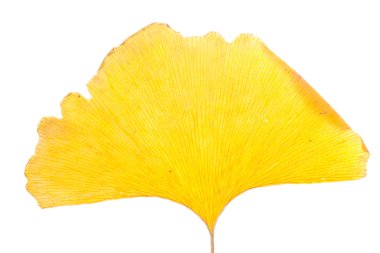 Ginkgo clipart