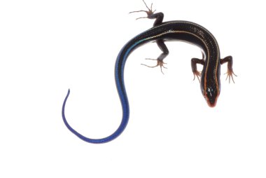 Blue tail skink lizard clipart