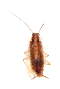 German cockroach isolated clipart