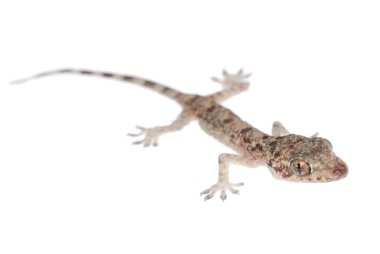 izole gecko bebeğim