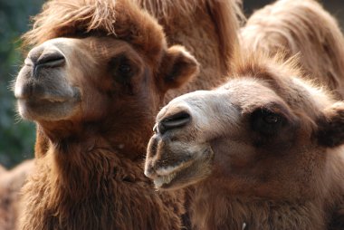 Animal camel portrait clipart