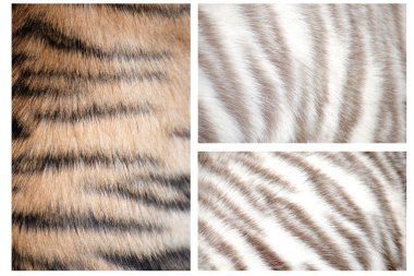 Tiger fur pattern clipart