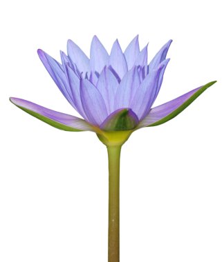 Blue water lily flower clipart
