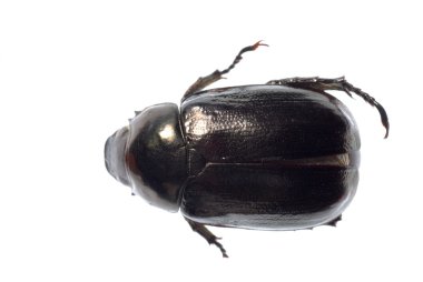 Black scarab beetle clipart