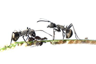 Ant and aphid symbiosis clipart