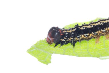 Butterfly caterpillar on green leaf clipart