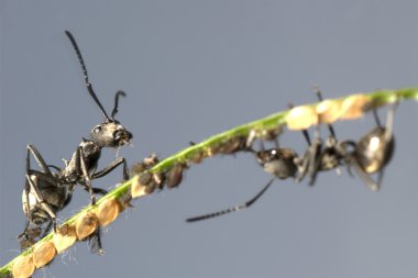 Ant and aphid symbiosis clipart