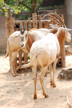 African hayvan antilop gemsbok