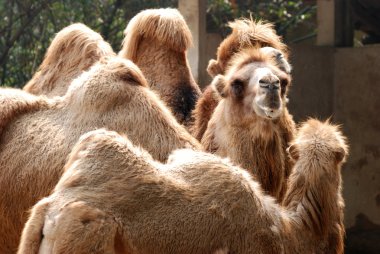 Animal camel portrait clipart