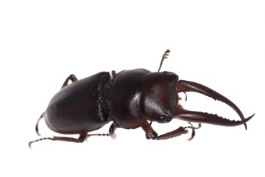 Stag beetle izole