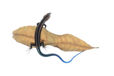 Skink lizard on dry leaf clipart