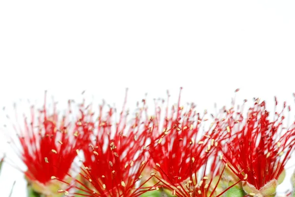 빨간 병 솔 나무 — 스톡 사진