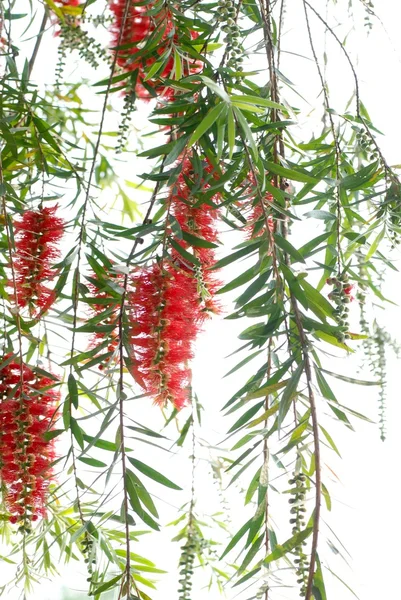 Red bottle brush tree — Stock Photo, Image