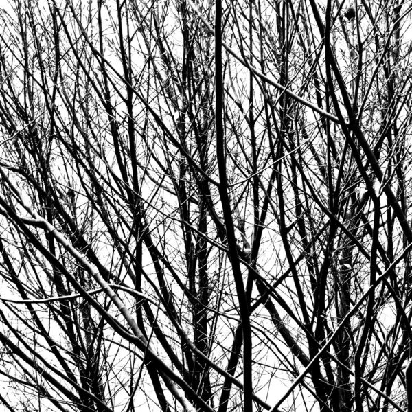 Pohon musim dingin — Stok Foto