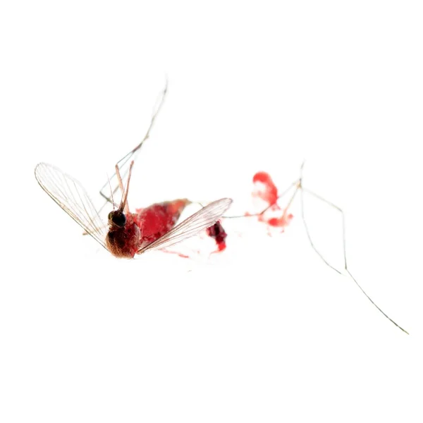 Döda mygga bugg — Stockfoto