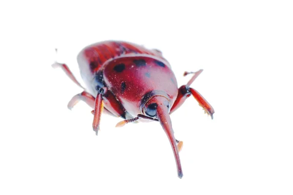 昆虫のゾウムシ鼻面甲虫 — ストック写真