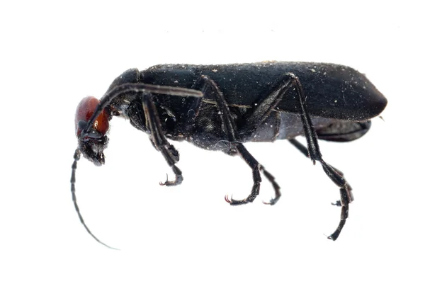 昆虫吸塑油甲虫 — 图库照片