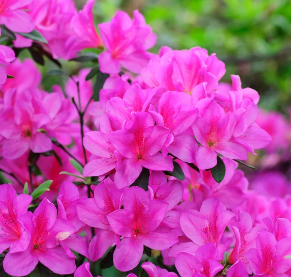 Azalea květiny — Stock fotografie
