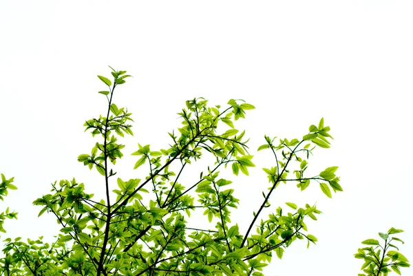 봄 자연 녹색 잎 — 스톡 사진