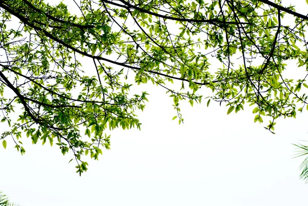 Wiosną przyroda zielony liść — Zdjęcie stockowe