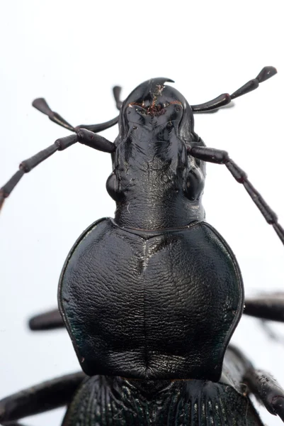 Owad ziemi chrząszcz — Zdjęcie stockowe