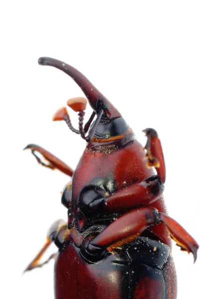 Insect weevil snout beetle — Stock Photo, Image