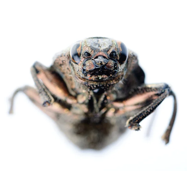 Insect jewel beetle — Stock Photo, Image