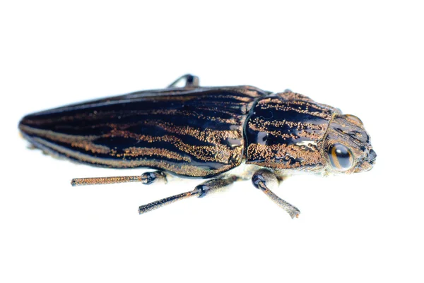 Insect juweel kever — Stockfoto