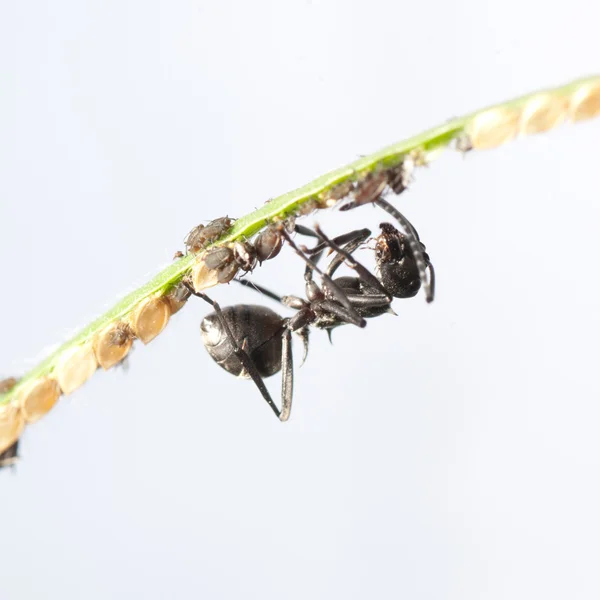 Escarabajo joya — Foto de Stock