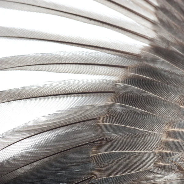 Υφή φτερό πουλί — Φωτογραφία Αρχείου