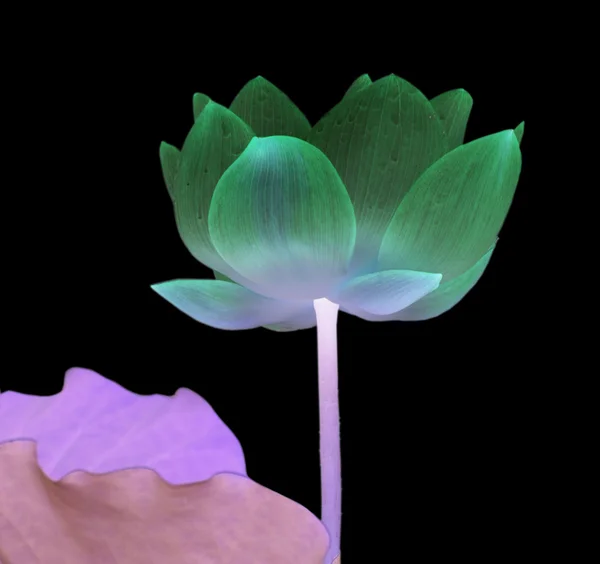 Lotosový květ, samostatný — Stock fotografie