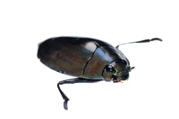 Жук комаха Дзига — стокове фото