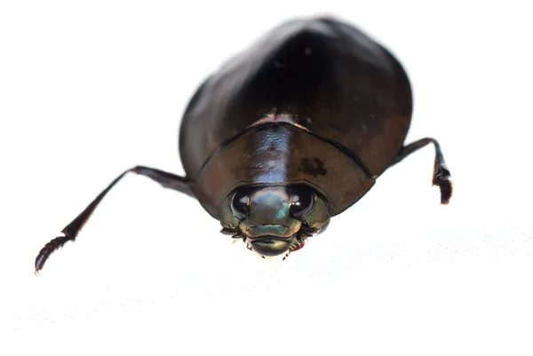 Insect whirligig beetle — Stock Photo, Image