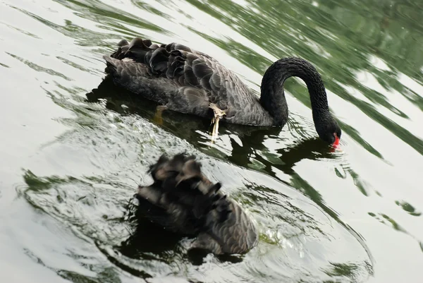Black swan — Stock Photo, Image