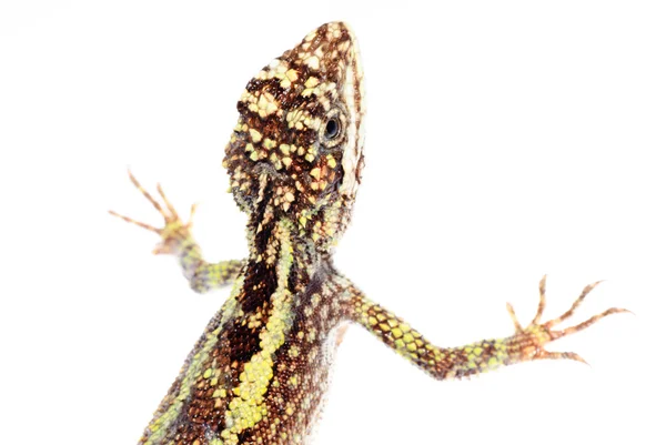 Animal lagarto árbol chino dragón — Foto de Stock