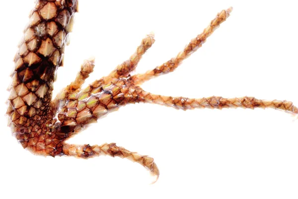 Animal lizard craw — Stock Photo, Image