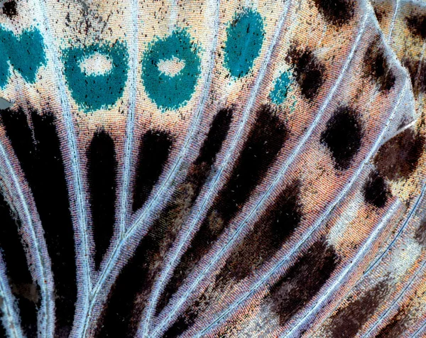 Moth butterfly wing detail — Stock Photo, Image