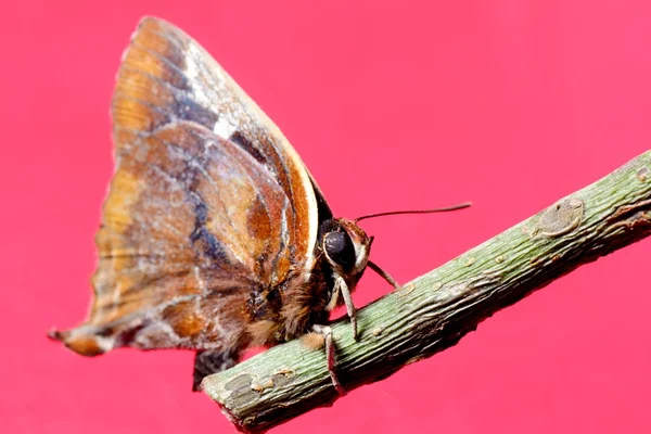 Kırmızı zemin üzerine kelebek — Stok fotoğraf