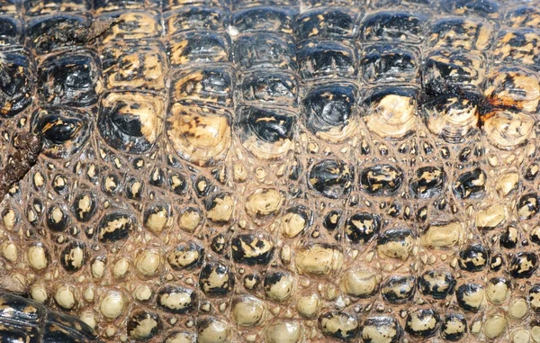 Textura de detalhe de pele de crocodilo — Fotografia de Stock