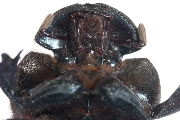 Escarabajo del estiércol —  Fotos de Stock