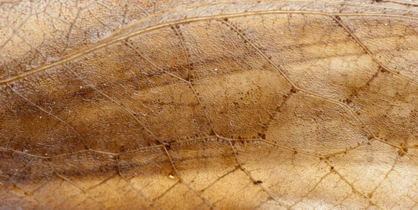 Detail křídla hmyzu cikád — Stock fotografie