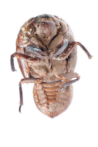 Cicada в линьки — стокове фото