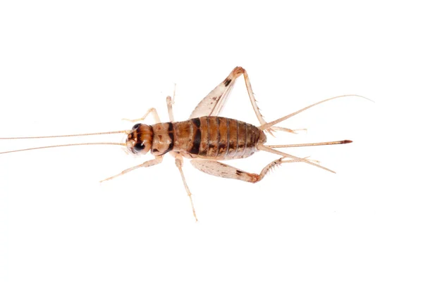 Böcek kriket — Stok fotoğraf