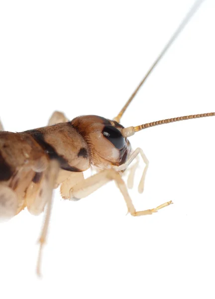 Крикет насекомых — стоковое фото