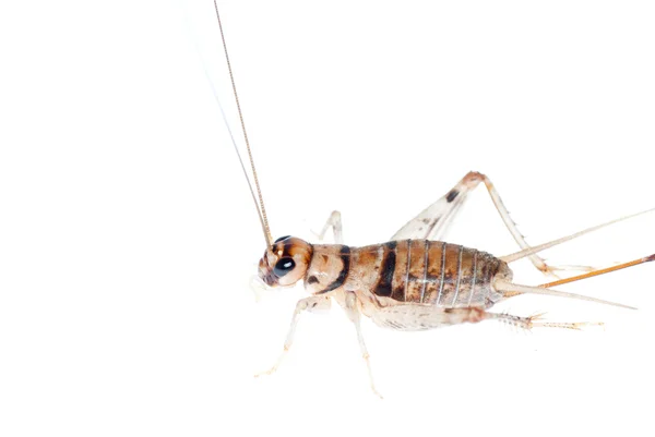 昆虫蟋蟀 — 图库照片